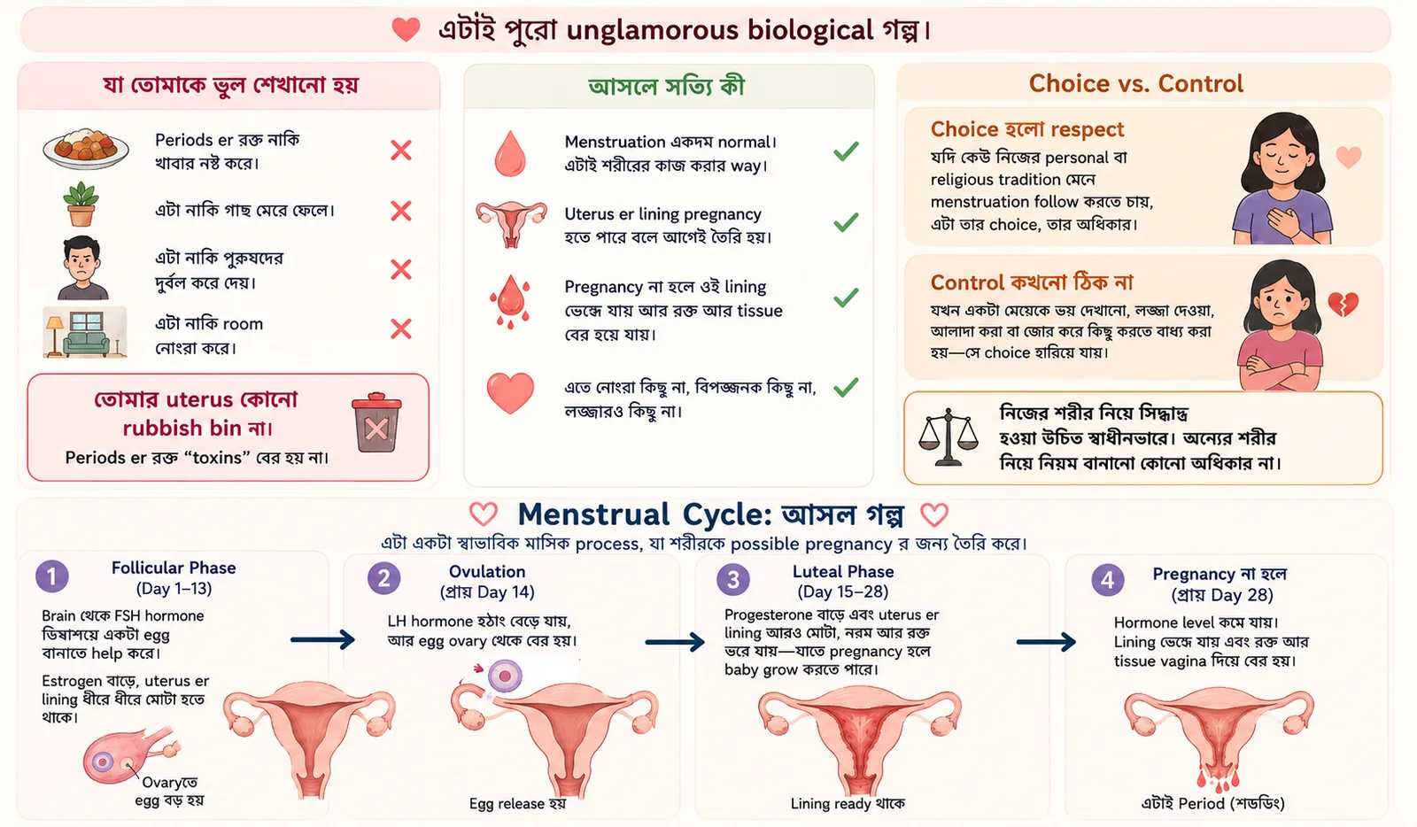 Menstrual cycle-এর চারটি ধাপ—menstruation, follicular phase, ovulation এবং luteal phase—দেখানো Bangla visual.