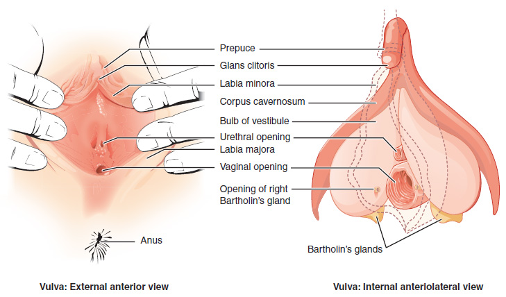 Medical illustration labelling the external vulva and its folds, including the clitoral hood and labia