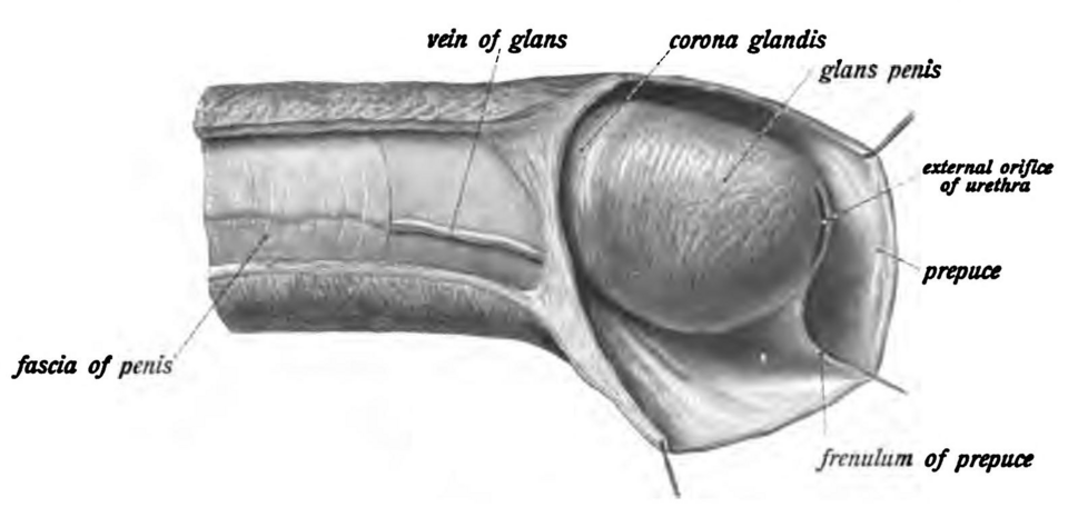 Medical illustration showing the glans and a retractable foreskin pulled back
